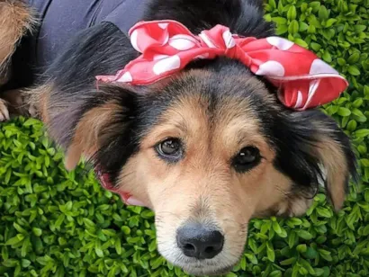 Cachorro raça SRD-ViraLata idade 1 ano nome Mafalda 