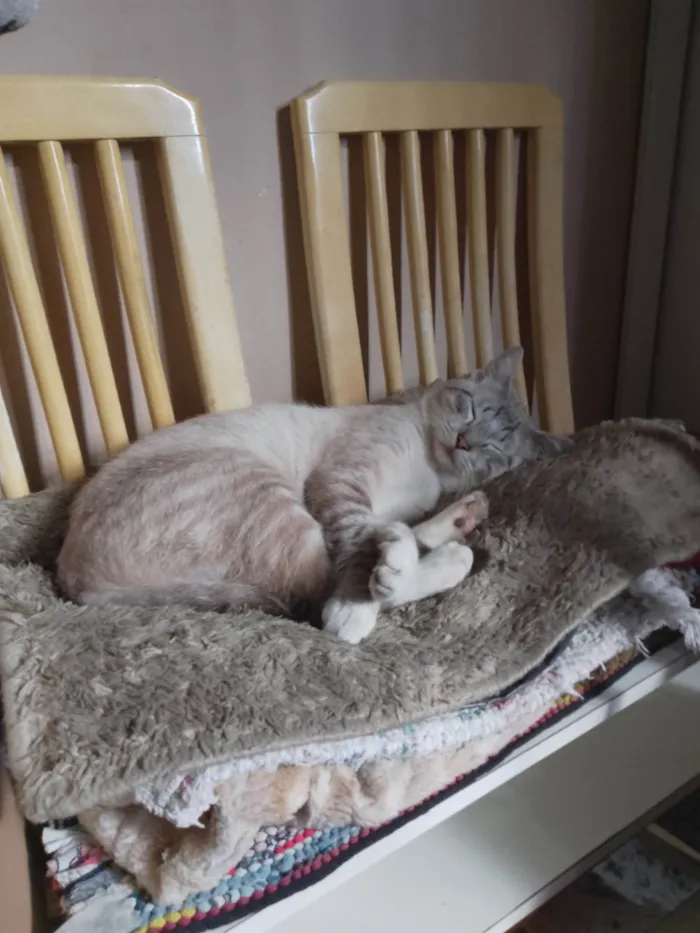 Gato ra a SRD-ViraLata idade 7 a 11 meses nome José 