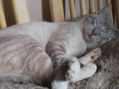 Gato raça SRD-ViraLata idade 7 a 11 meses nome José 