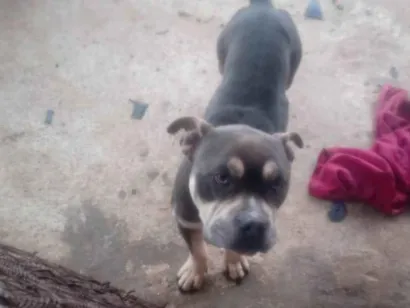 Cachorro raça Pit-Bull idade 3 anos nome Alok