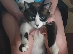 Gato raça Siamês idade 3 anos nome Raul