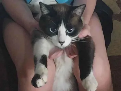 Gato raça Siamês idade 3 anos nome Raul