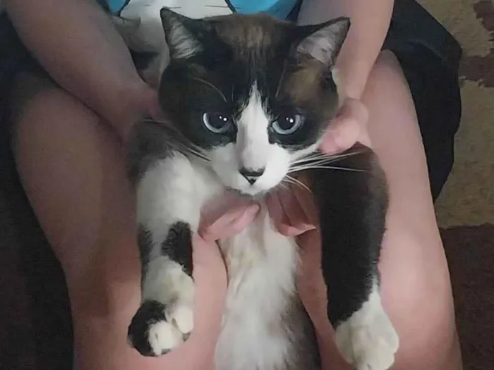 Gato ra a Siamês idade 3 anos nome Raul