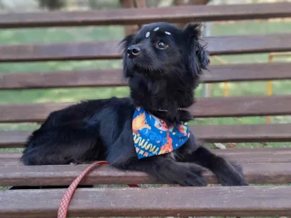 Cachorro raça SRD-ViraLata idade 4 anos nome Luna