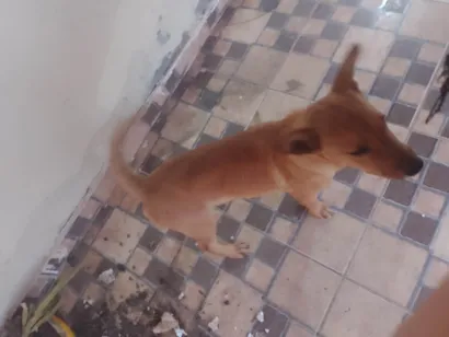 Cachorro raça SRD-ViraLata idade 7 a 11 meses nome Dutch