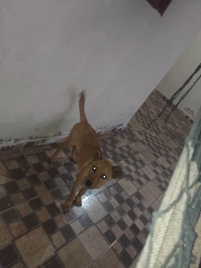 Cachorro ra a SRD-ViraLata idade 7 a 11 meses nome Dutch