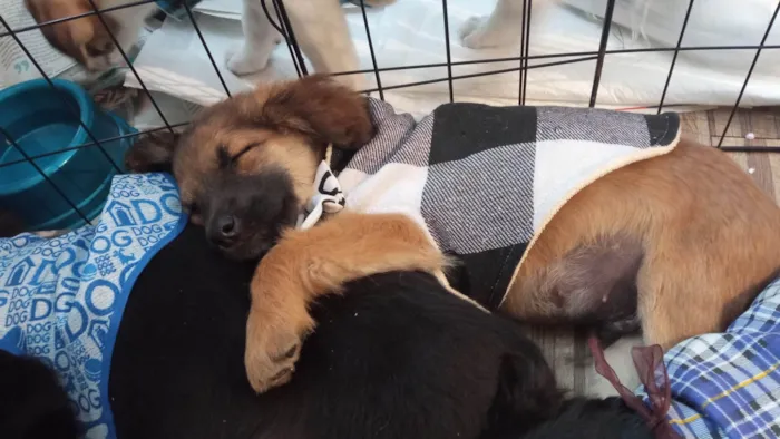 Cachorro ra a SRD-ViraLata idade 2 a 6 meses nome Einstein 