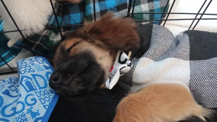 Cachorro ra a SRD-ViraLata idade 2 a 6 meses nome Einstein 
