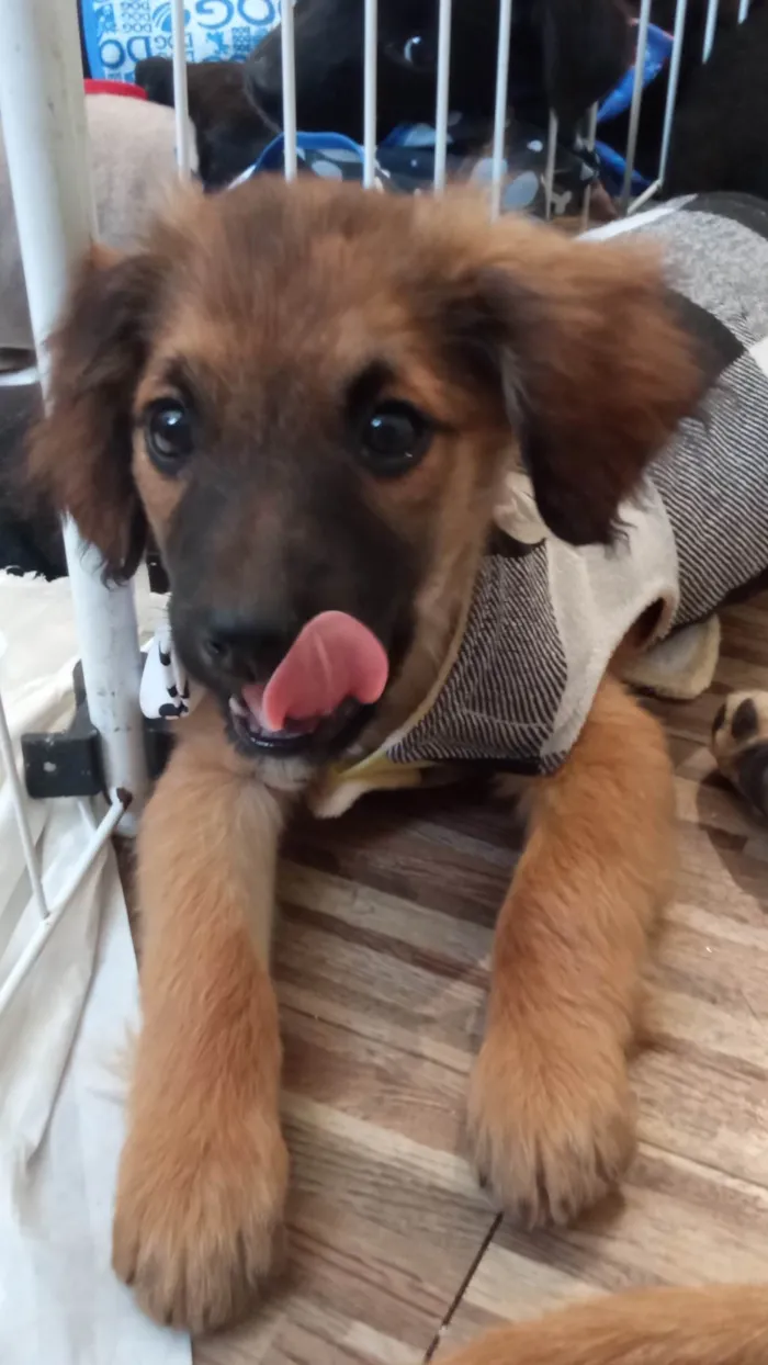 Cachorro ra a SRD-ViraLata idade 2 a 6 meses nome Einstein 