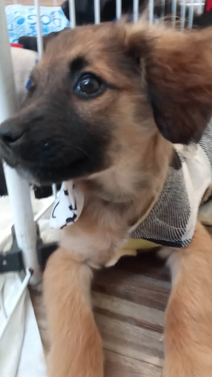 Cachorro ra a SRD-ViraLata idade 2 a 6 meses nome Einstein 