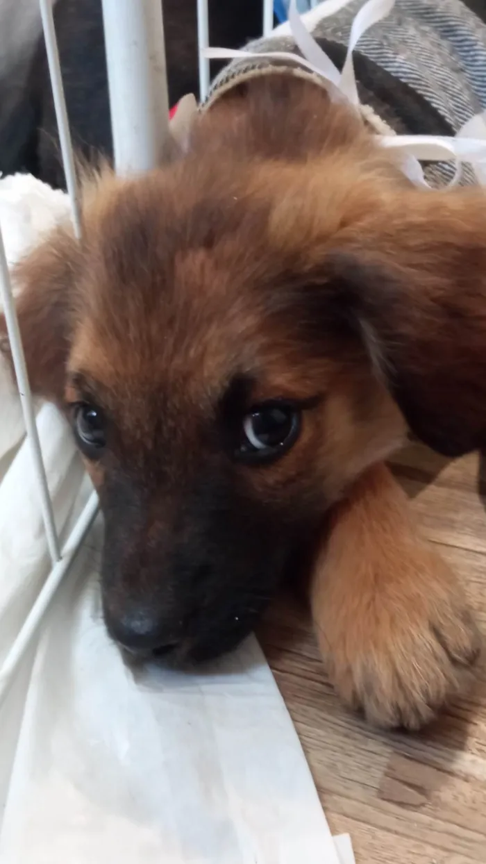 Cachorro ra a SRD-ViraLata idade 2 a 6 meses nome Einstein 