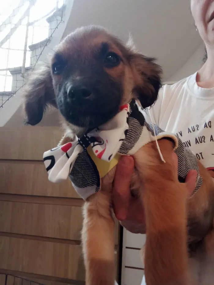 Cachorro ra a SRD-ViraLata idade 2 a 6 meses nome Einstein 