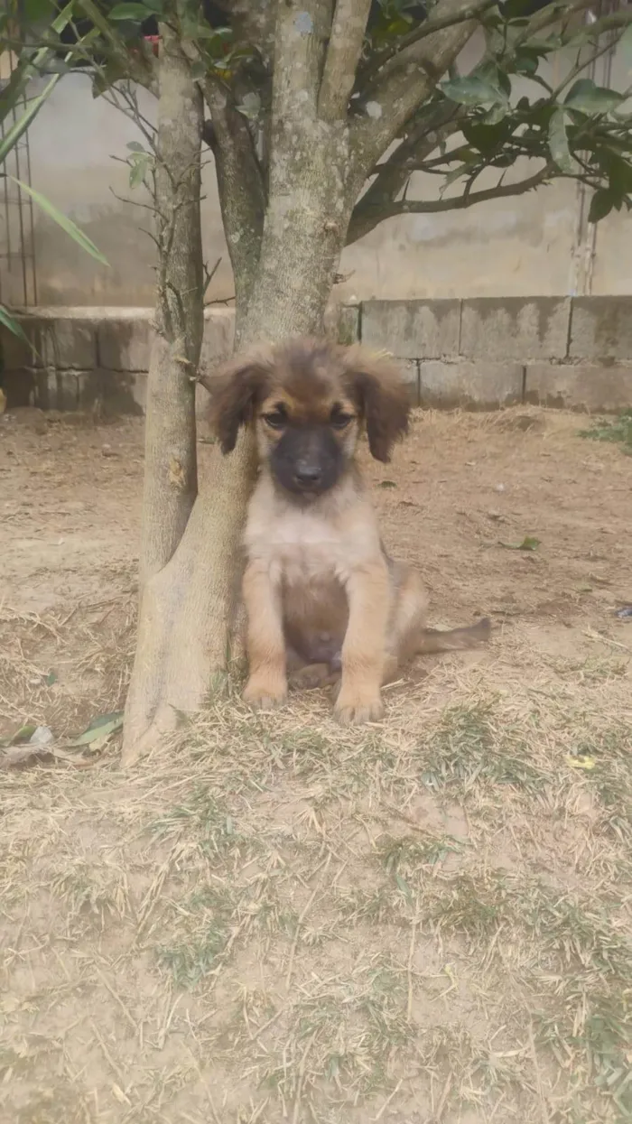 Cachorro ra a SRD-ViraLata idade 2 a 6 meses nome Einstein 