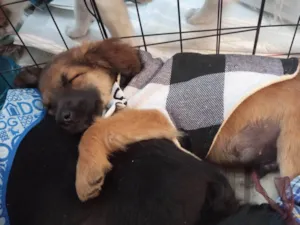 Cachorro raça SRD-ViraLata idade 2 a 6 meses nome Einstein 