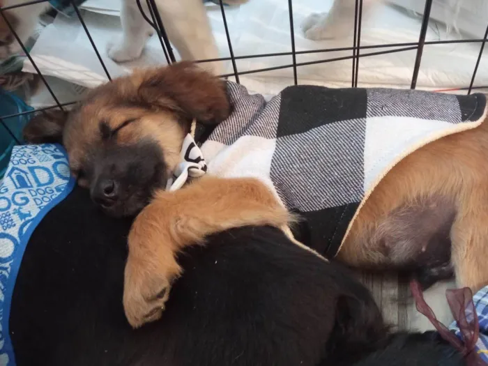 Cachorro ra a SRD-ViraLata idade 2 a 6 meses nome Einstein 