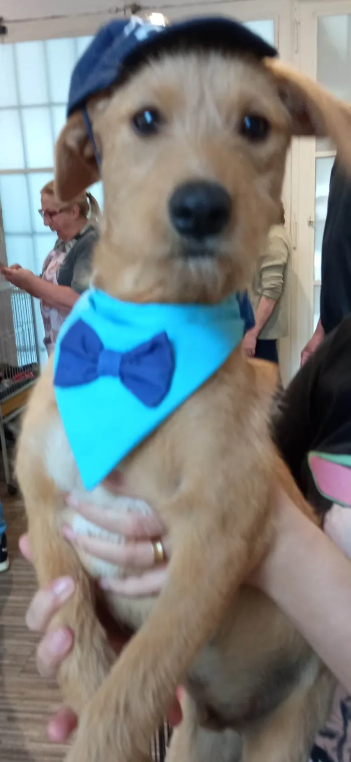 Cachorro ra a SRD-ViraLata idade 2 a 6 meses nome Galego