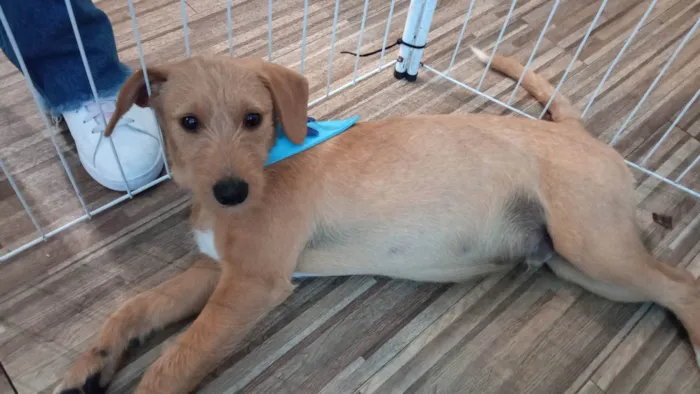 Cachorro ra a SRD-ViraLata idade 2 a 6 meses nome Galego