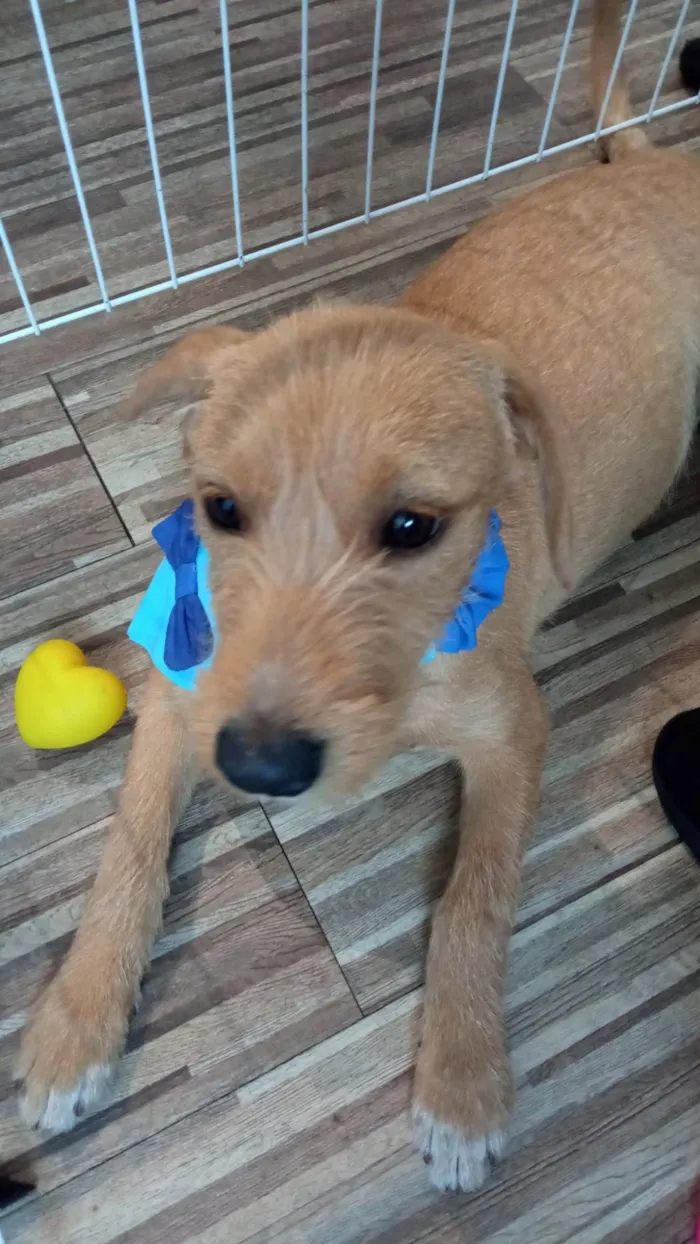 Cachorro ra a SRD-ViraLata idade 2 a 6 meses nome Galego
