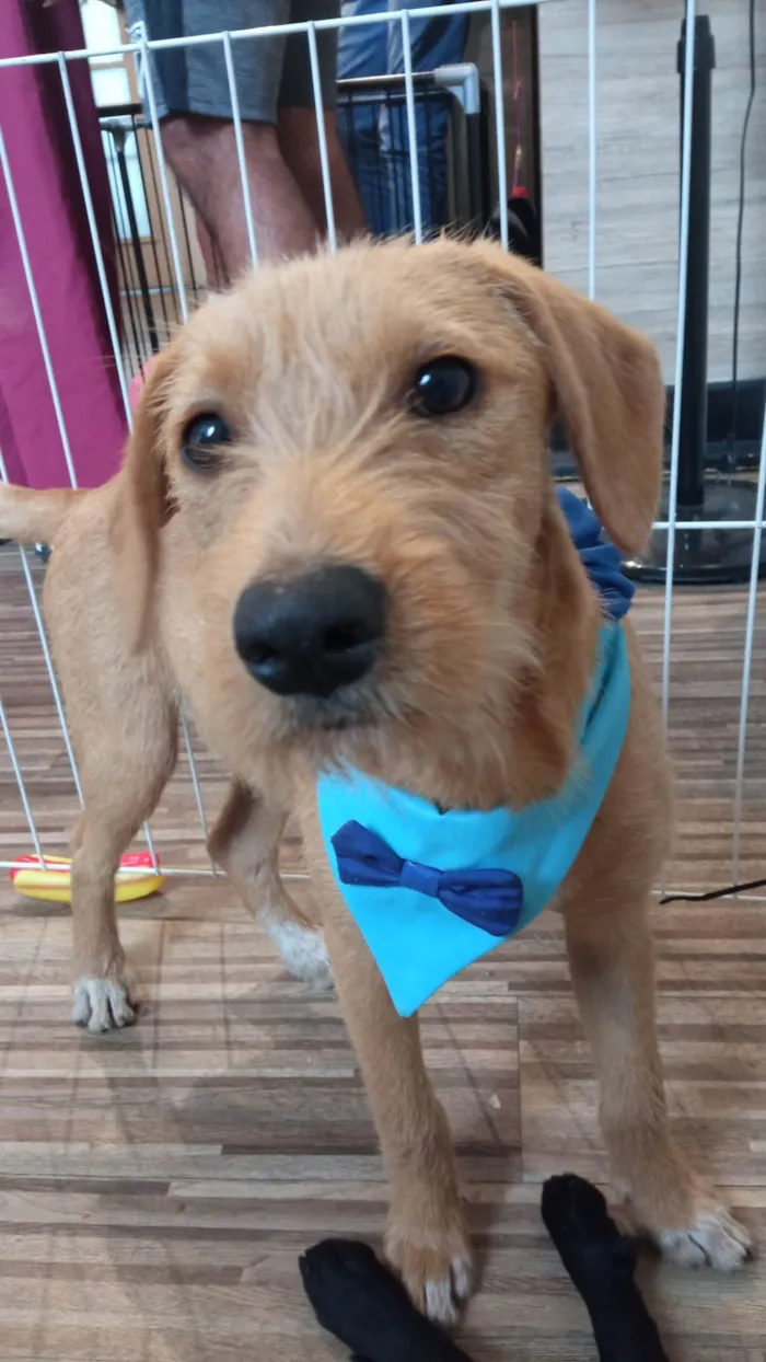 Cachorro ra a SRD-ViraLata idade 2 a 6 meses nome Galego