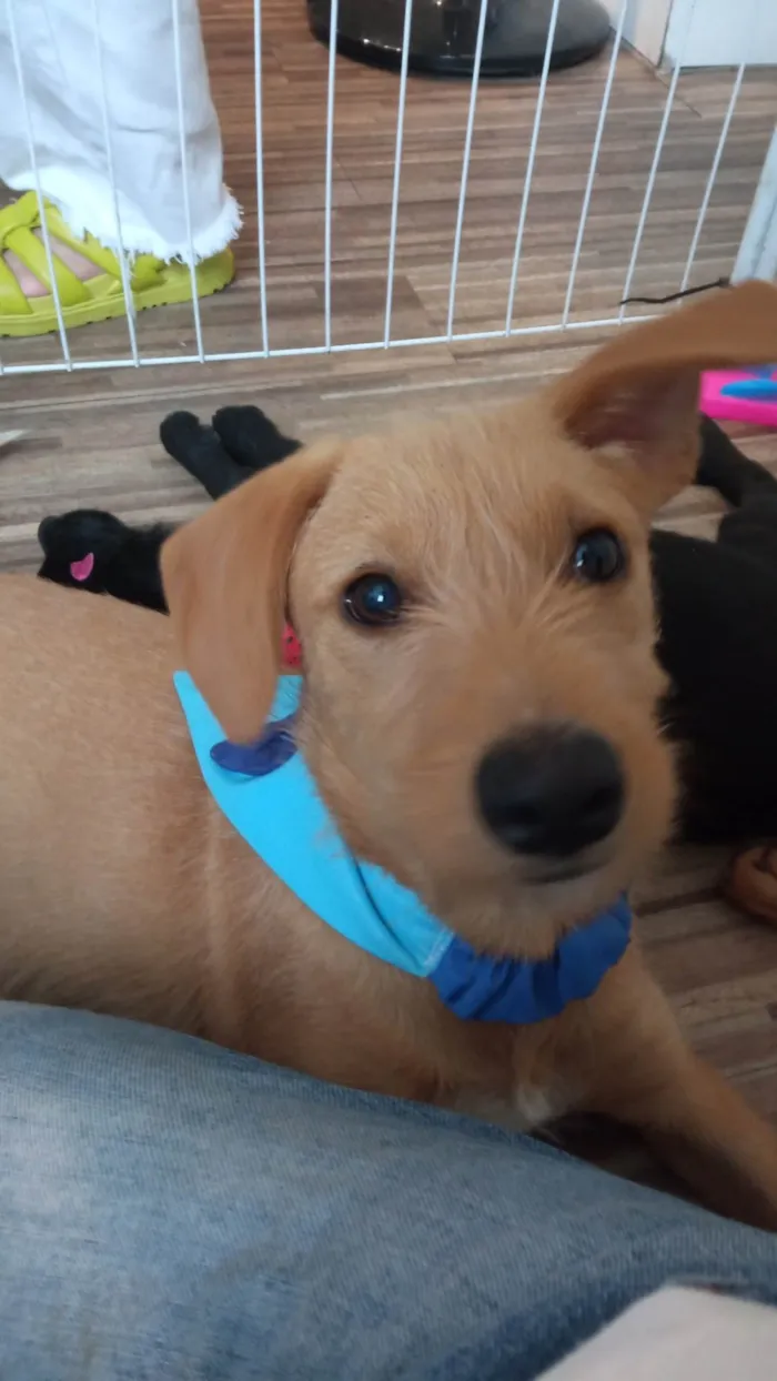 Cachorro ra a SRD-ViraLata idade 2 a 6 meses nome Galego