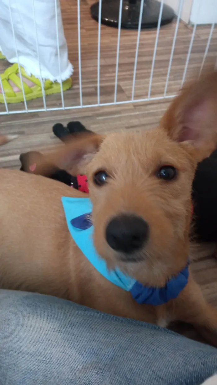 Cachorro ra a SRD-ViraLata idade 2 a 6 meses nome Galego