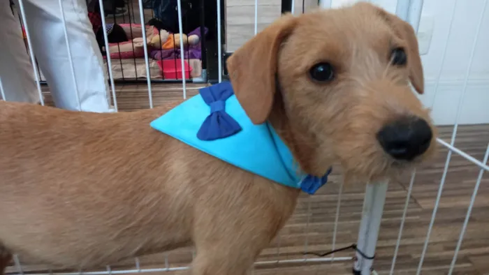 Cachorro ra a SRD-ViraLata idade 2 a 6 meses nome Galego