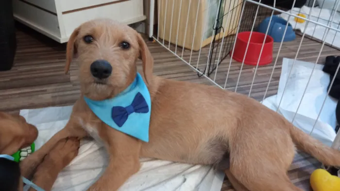 Cachorro ra a SRD-ViraLata idade 2 a 6 meses nome Galego