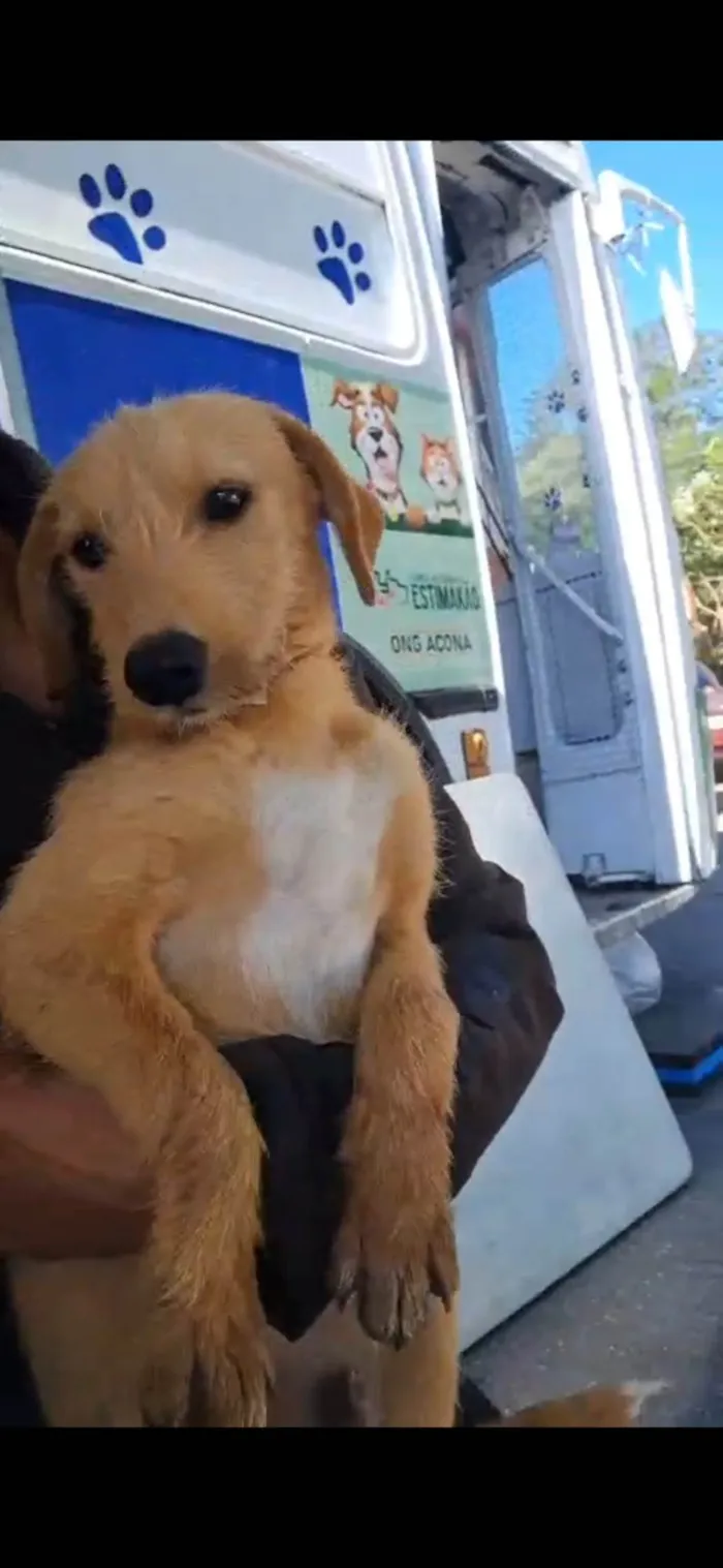 Cachorro ra a SRD-ViraLata idade 2 a 6 meses nome Galego