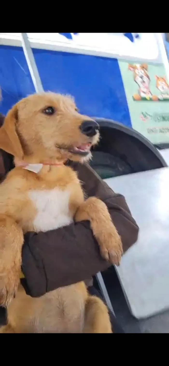 Cachorro ra a SRD-ViraLata idade 2 a 6 meses nome Galego