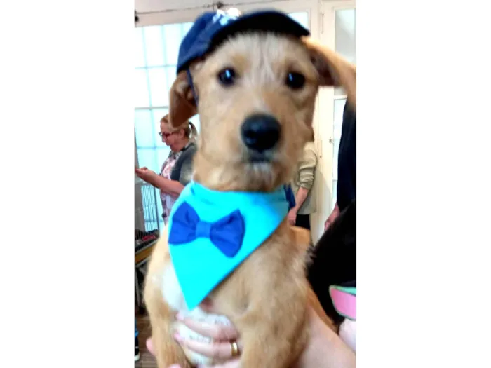 Cachorro ra a SRD-ViraLata idade 2 a 6 meses nome Galego