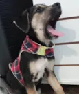 Maia