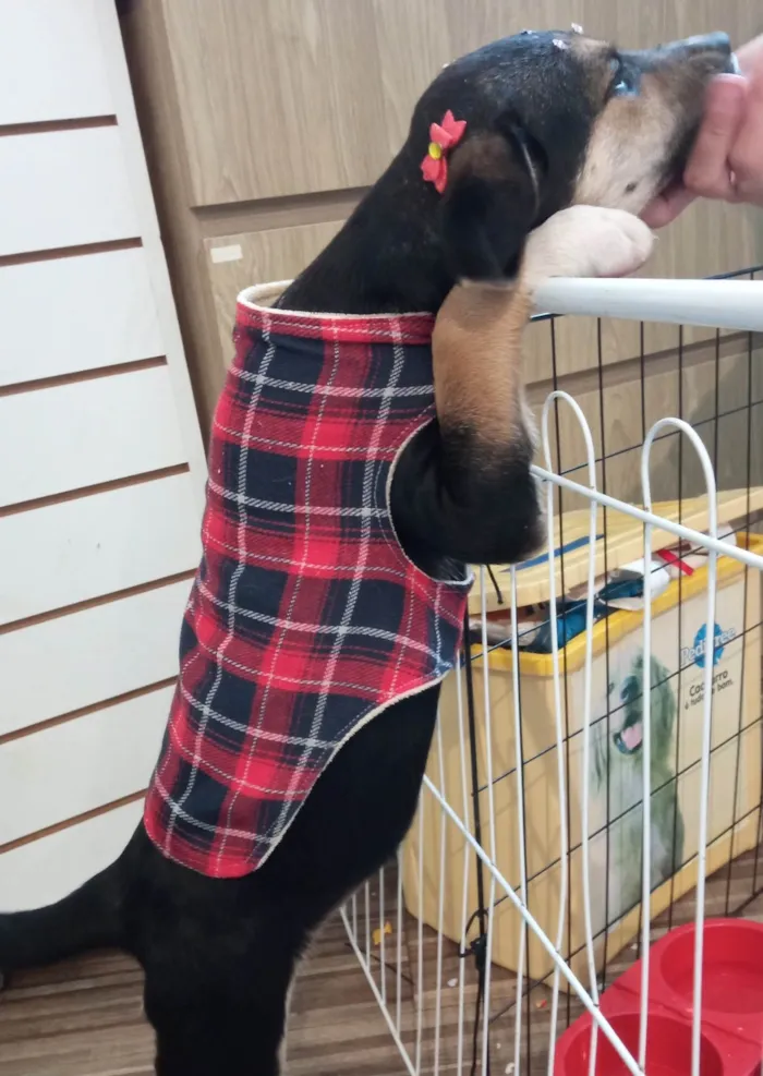 Cachorro ra a SRD-ViraLata idade 2 a 6 meses nome Maia