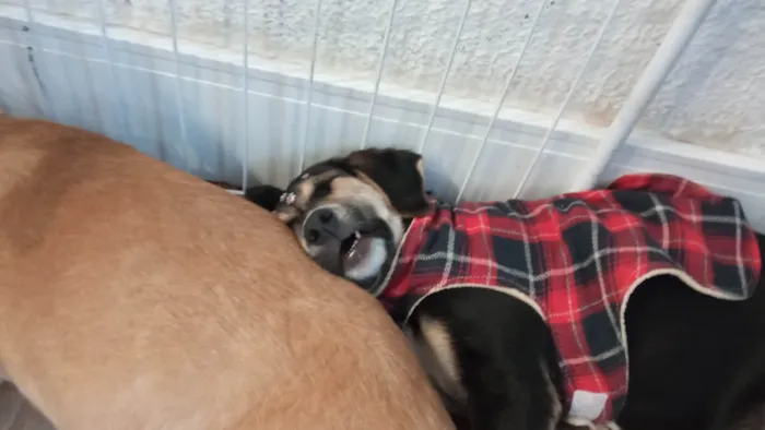 Cachorro ra a SRD-ViraLata idade 2 a 6 meses nome Maia