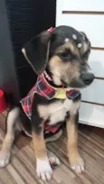 Maia