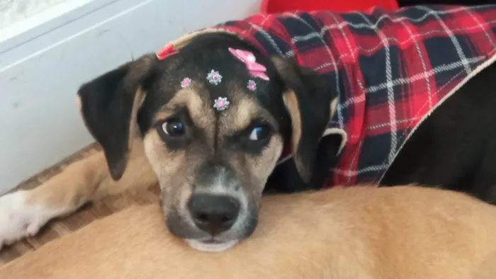 Cachorro ra a SRD-ViraLata idade 2 a 6 meses nome Maia