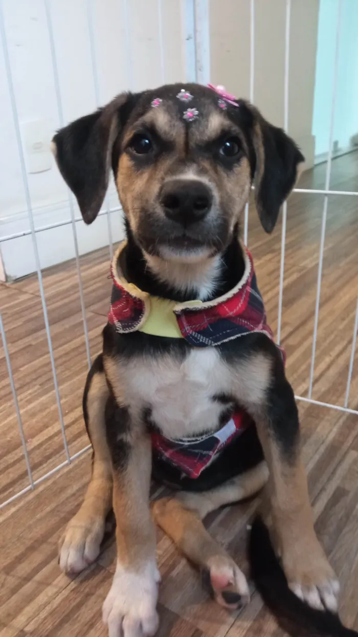 Cachorro ra a SRD-ViraLata idade 2 a 6 meses nome Maia