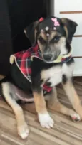 Maia