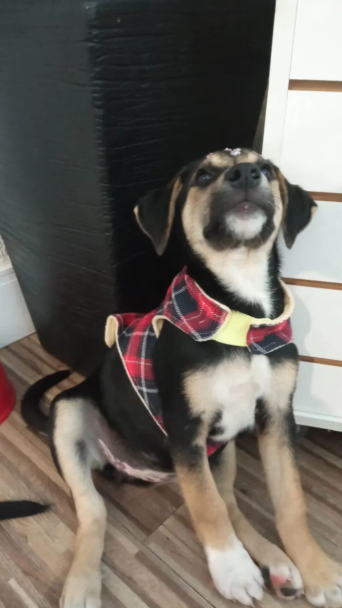 Cachorro ra a SRD-ViraLata idade 2 a 6 meses nome Maia