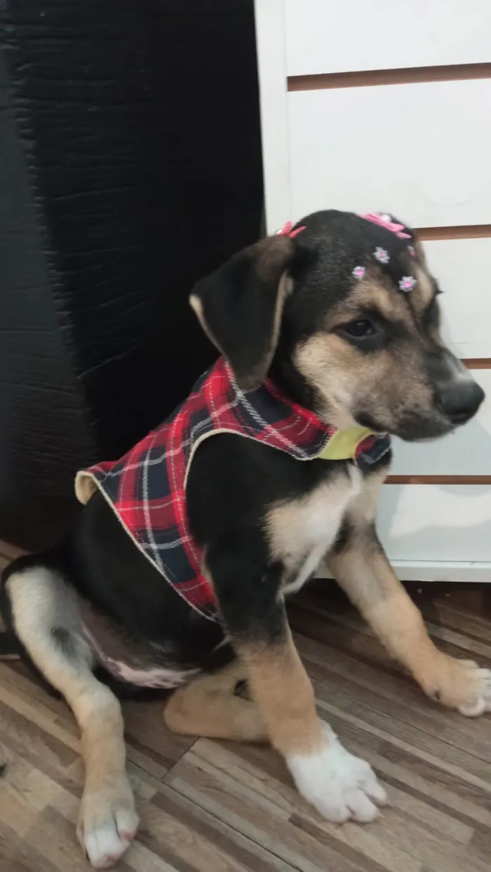 Cachorro ra a SRD-ViraLata idade 2 a 6 meses nome Maia