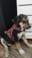 Maia