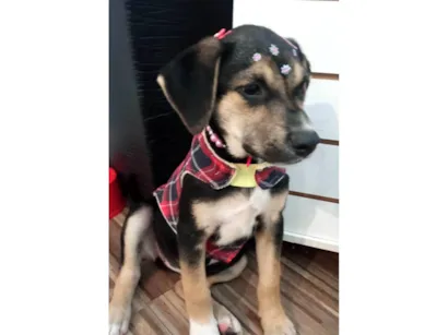 Cachorro raça SRD-ViraLata idade 2 a 6 meses nome Maia