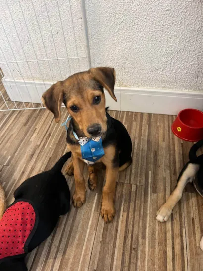 Cachorro raça SRD-ViraLata idade 2 a 6 meses nome Max