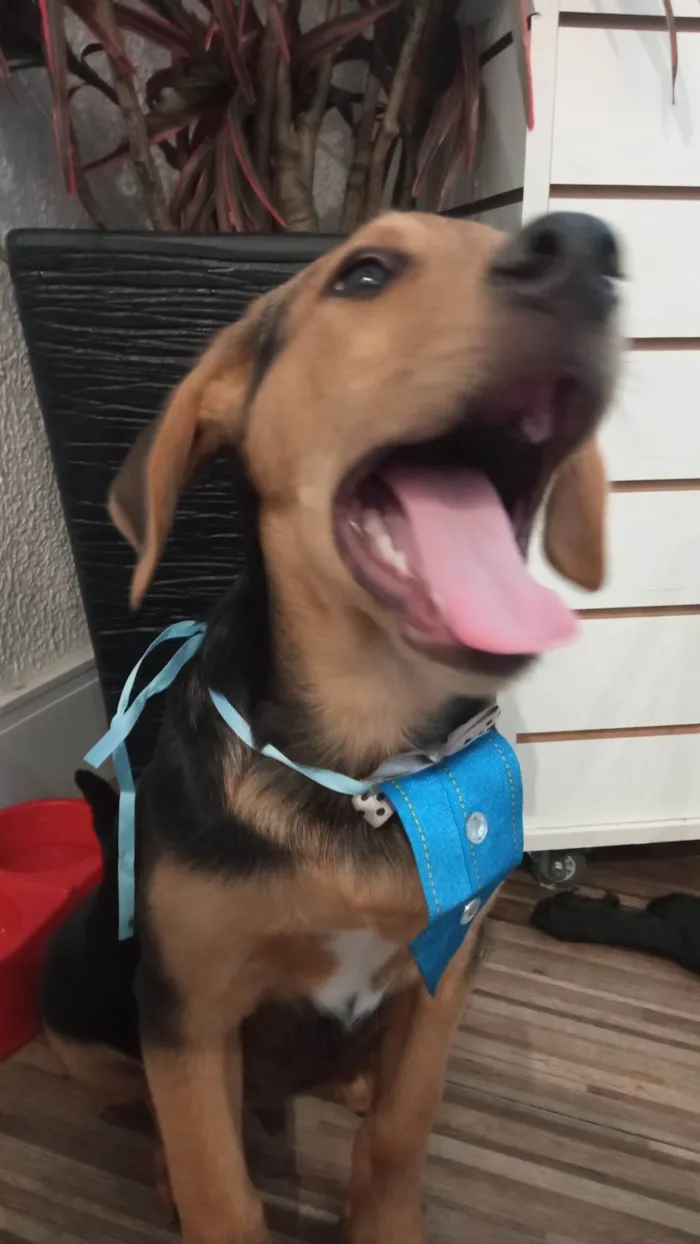 Cachorro ra a SRD-ViraLata idade 2 a 6 meses nome Max