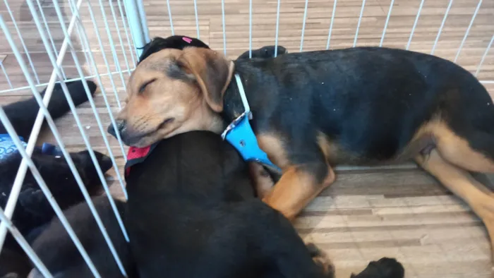 Cachorro ra a SRD-ViraLata idade 2 a 6 meses nome Max