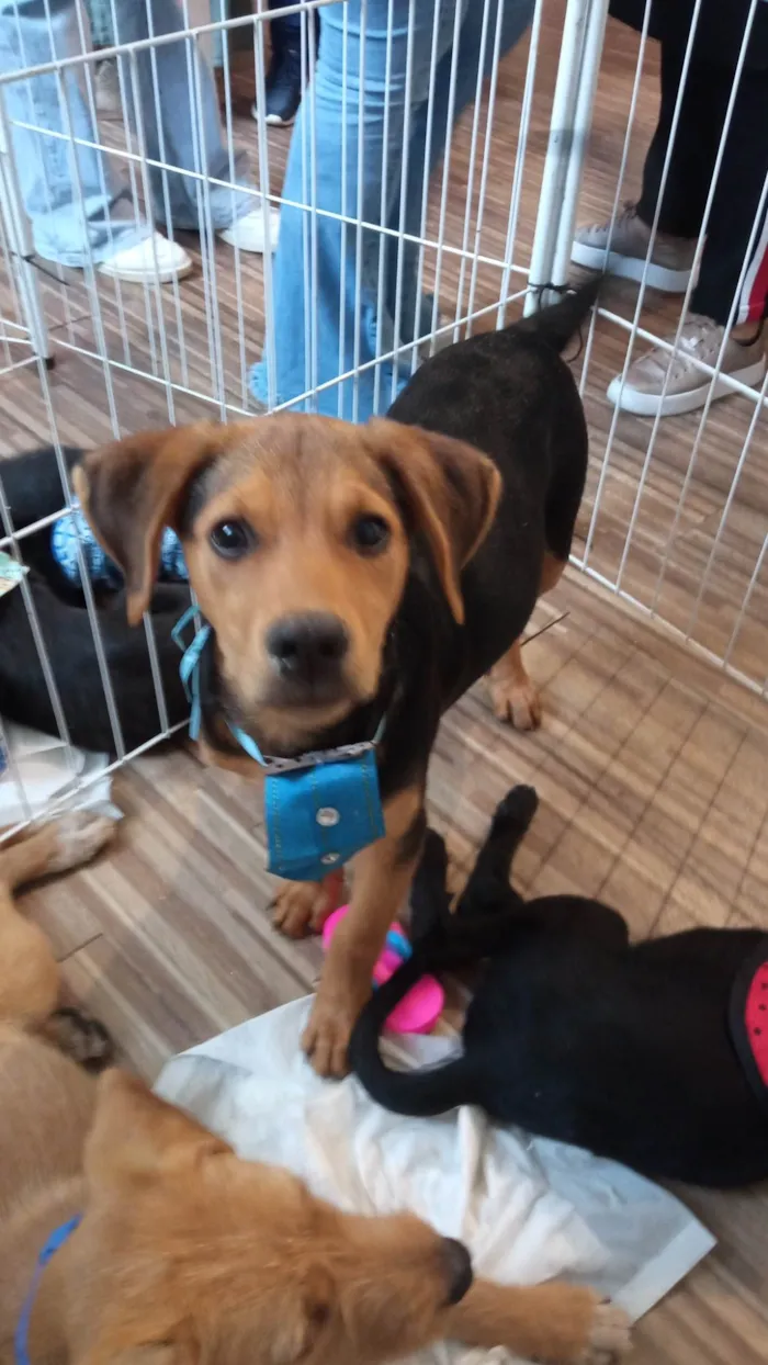 Cachorro ra a SRD-ViraLata idade 2 a 6 meses nome Max