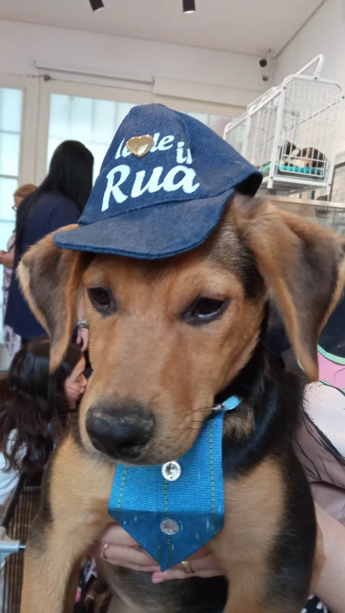 Cachorro ra a SRD-ViraLata idade 2 a 6 meses nome Max