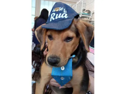 Cachorro raça SRD-ViraLata idade 2 a 6 meses nome Max