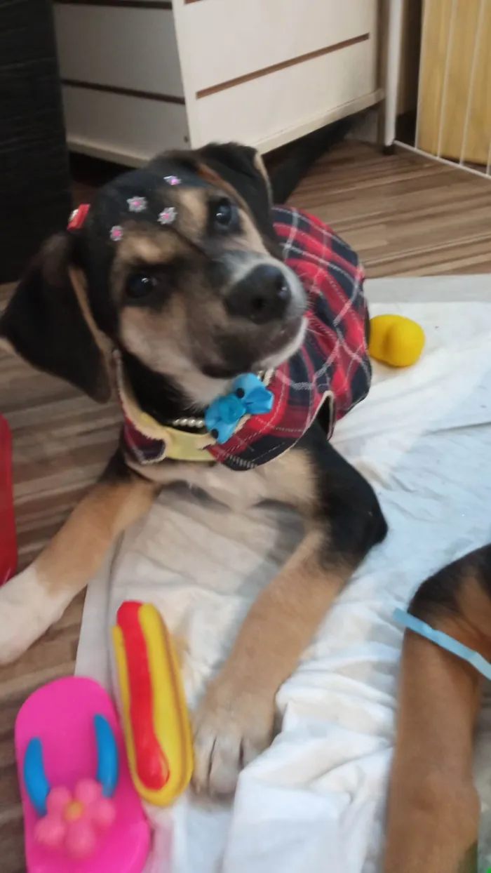 Cachorro ra a SRD-ViraLata idade 2 a 6 meses nome Maia