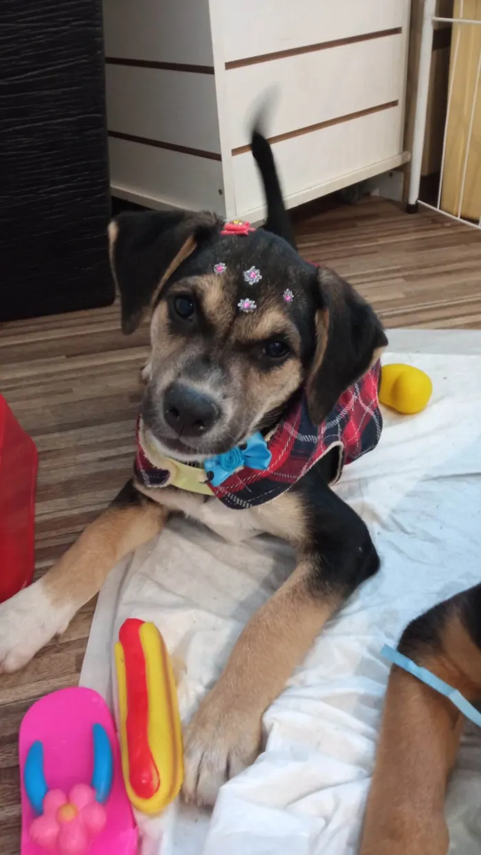 Cachorro ra a SRD-ViraLata idade 2 a 6 meses nome Maia