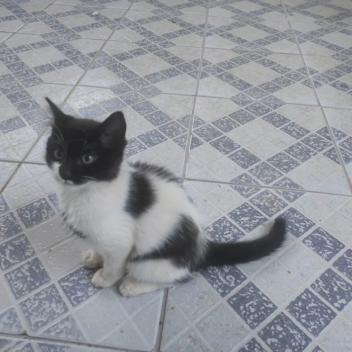Gato ra a SRD-ViraLata idade 2 a 6 meses nome Não tem nome